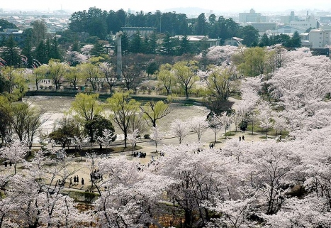 桜が満開の開成山公園