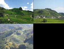 石寺・白栖・撰原・釜塚の茶畑