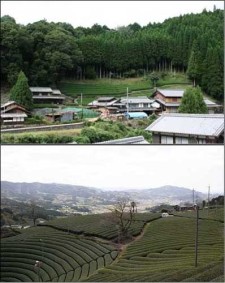湯船・原山の茶畑