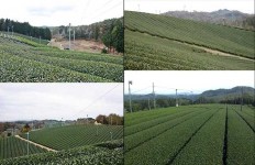 童仙房・高尾・田山・今山の茶畑