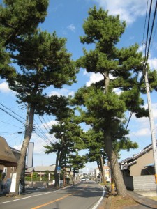 東海道松並木（上青島地区）