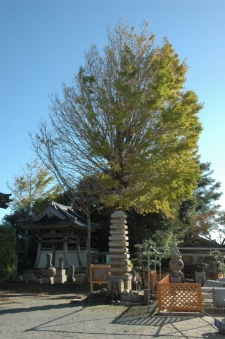 福王寺、福王寺石造十三重塔、石造物群