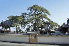 大慶寺 久遠の松