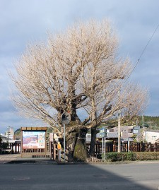 銀杏の巨木