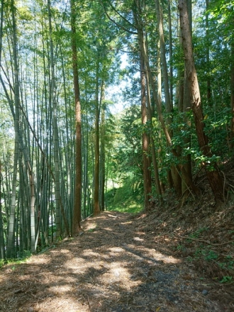 東海道宇津ノ谷峠越