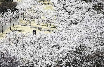 開成山の桜