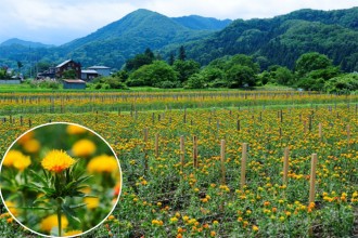 紅花畑の景観