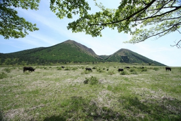 三瓶山の牧野景観