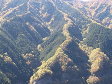 吉野の天然林と人工林