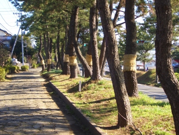 箱根旧街道の松並木