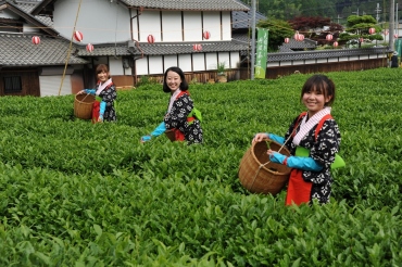 丹波篠山茶