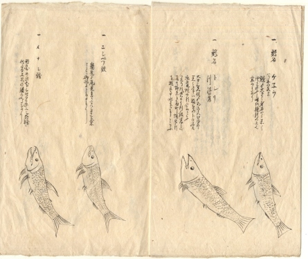 加賀家文書に記された江戸時代の根室海峡産ブランド鮭鱒