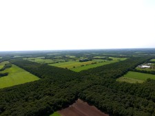 根釧台地の格子状防風林