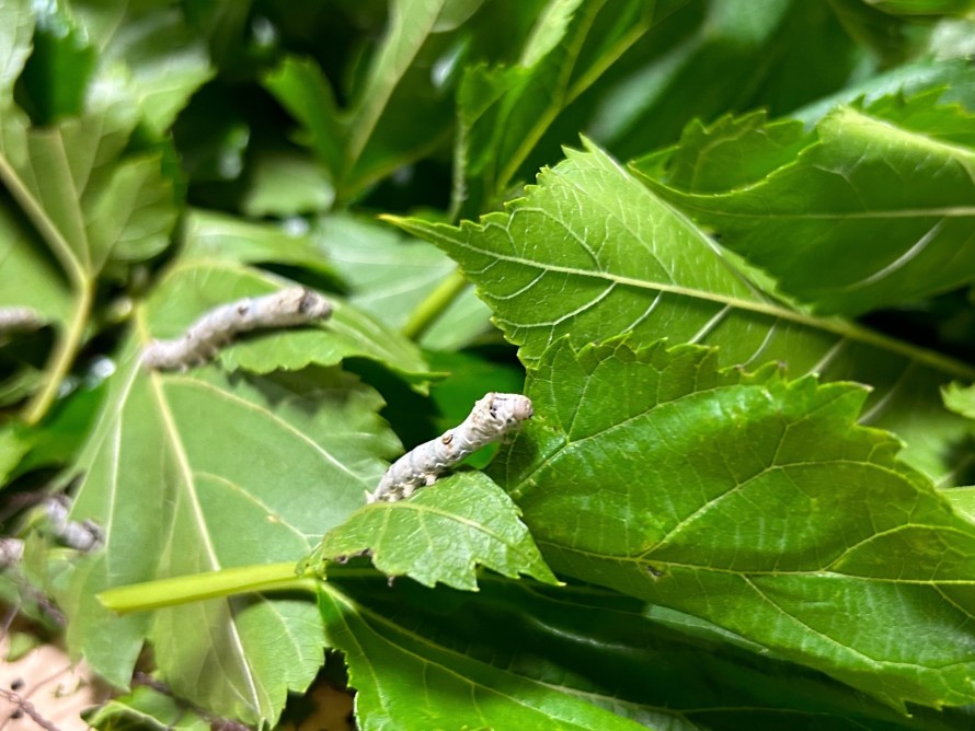 山形県鶴岡市】おカイコさまの展示飼育がはじまりました｜日本遺産