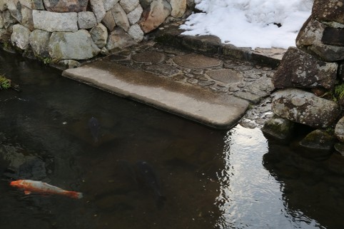 伊庭の水路には鯉が泳いでいるエリアも