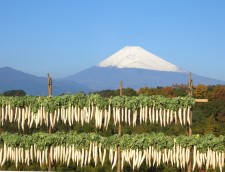 畑作地帯からの眺望