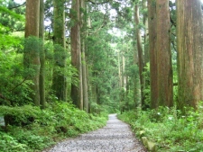 箱根旧街道の杉並木