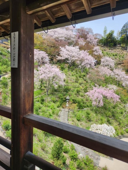 画像：白山桜あじさい苑（善峯寺）
