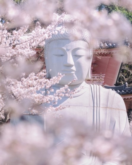 画像：桜大仏（壷阪寺）