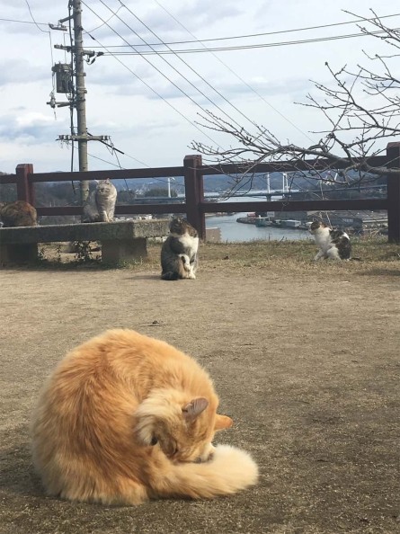 猫の集会