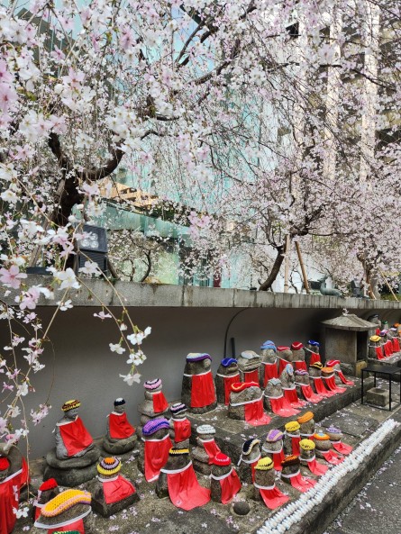 画像：「六角堂頂法寺」の桜