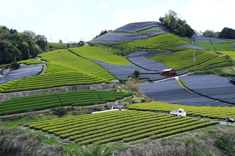 覆いを被せている茶畑風景