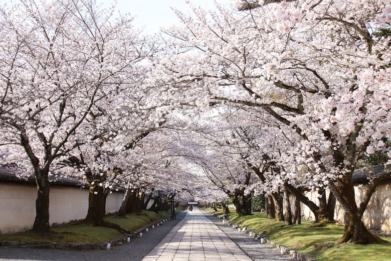 画像：霊宝館前参道（醍醐寺）