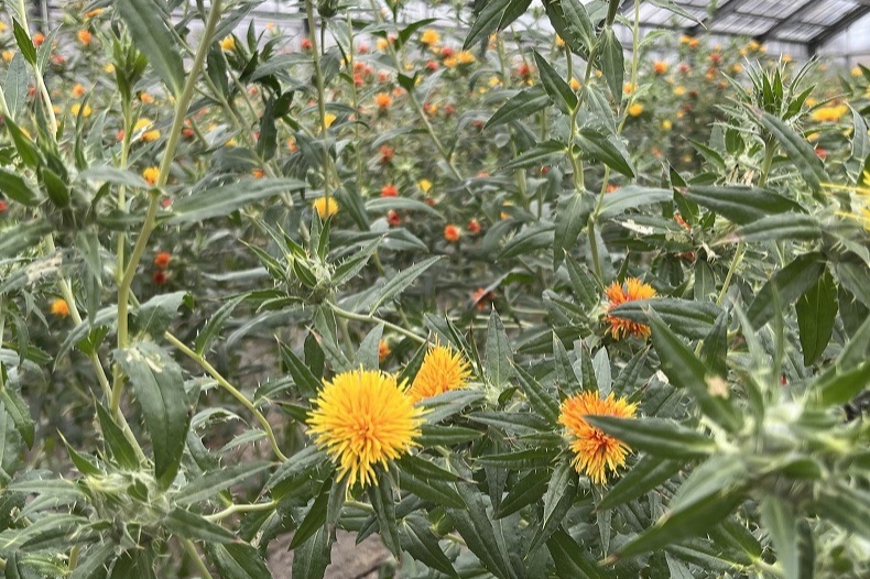 最上紅花