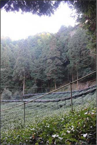 多賀の「森の茶園」