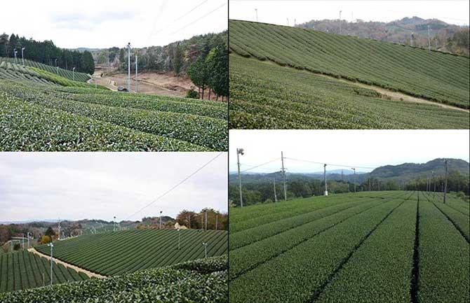 童仙房・高尾・田山・今山の茶畑