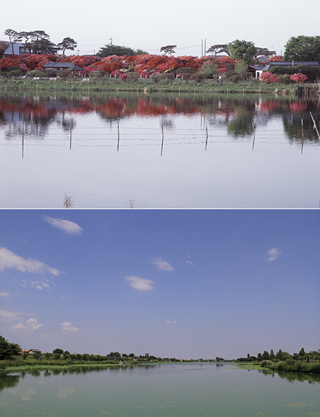 城沼 