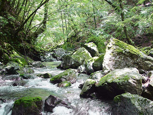 吉野川源流−水源地の森