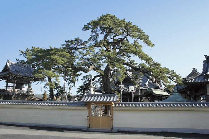 大慶寺　久遠の松
