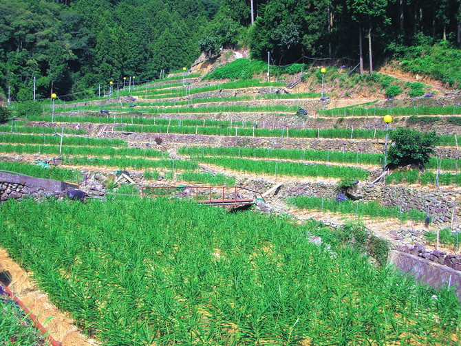美生地区の生姜棚田