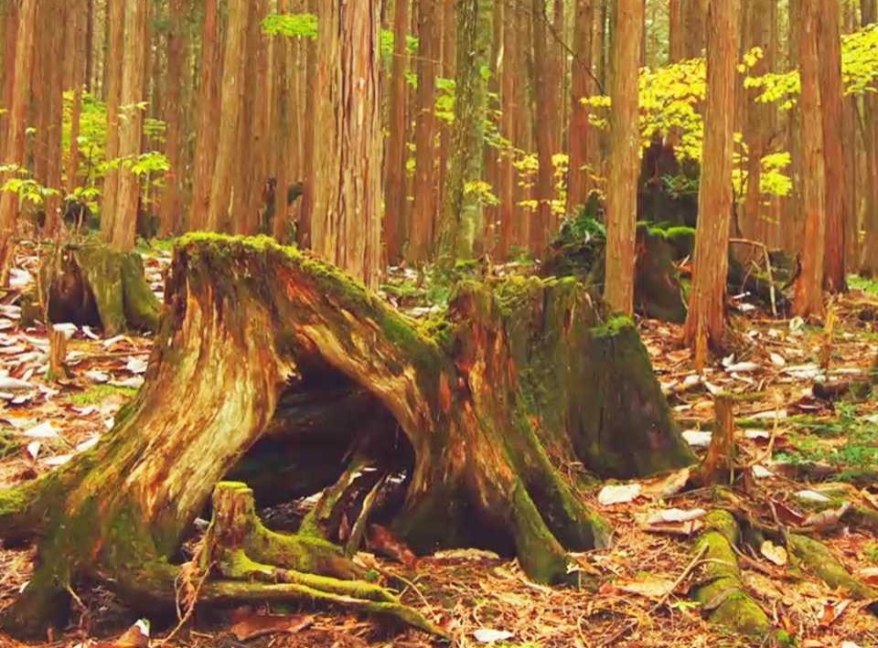 南の国！／[太然石曽子・南国の小島風景・絹本]／不詳！ - 美術品