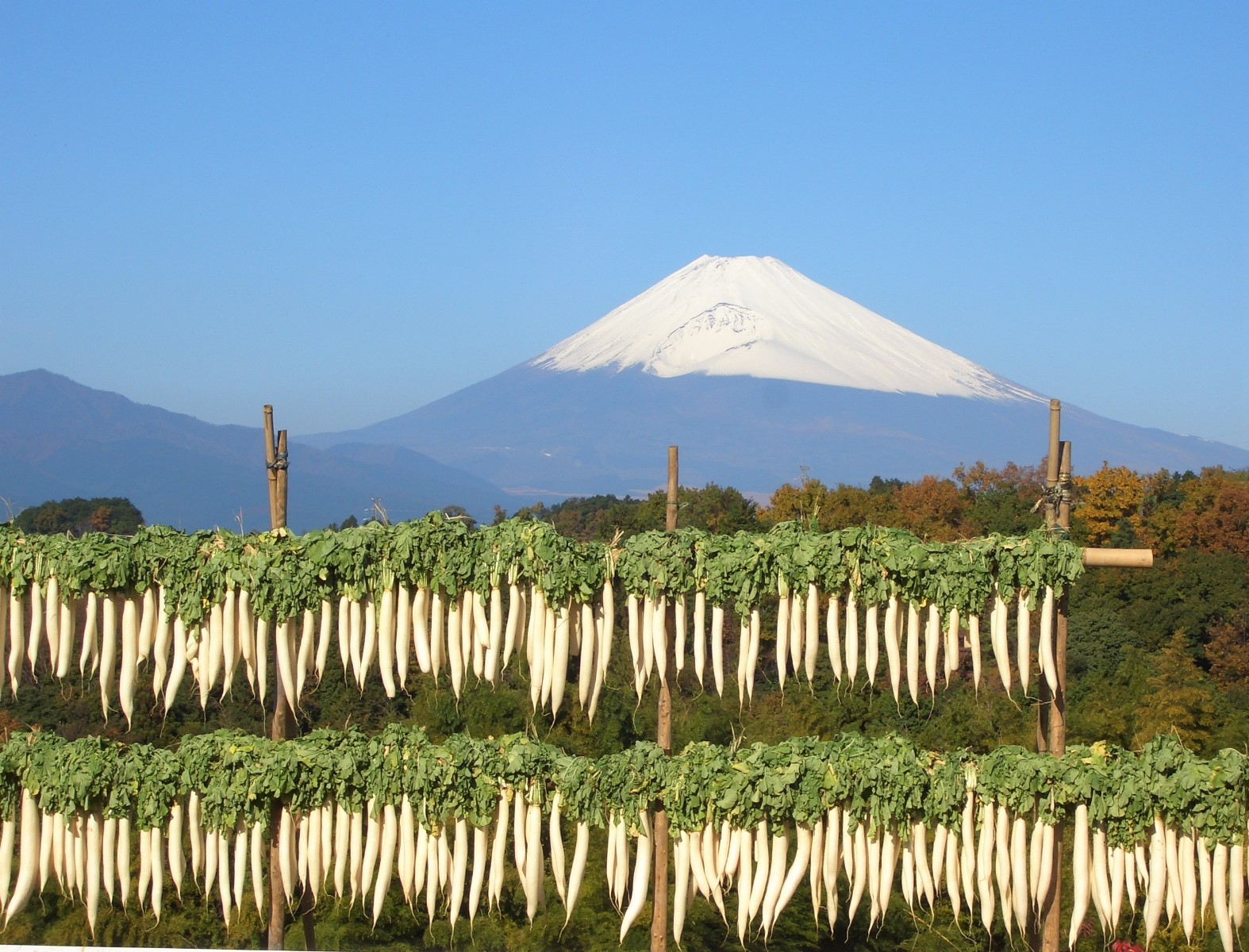 畑作地帯からの眺望