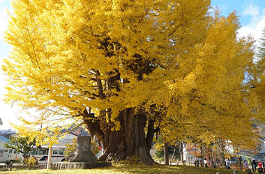 画像：伊南大イチョウ公園