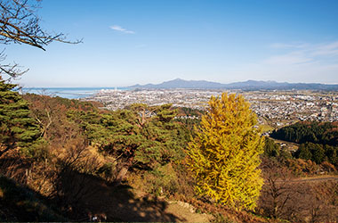 画像：国指定史跡　春日山城跡　晩秋から初冬に黄金色に輝く、春日山城跡の二の丸の一本イチョウ