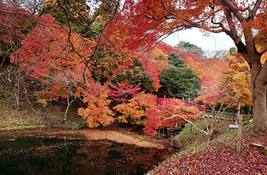 画像：高岡古城公園