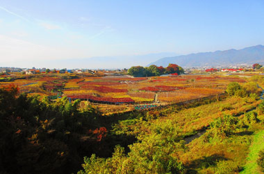 画像：勝沼のぶどう畑の紅葉