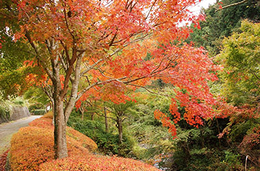 画像：つたの細道公園