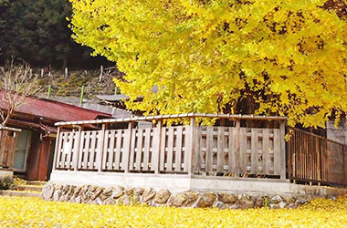 画像：広橋のお葉付イチョウ