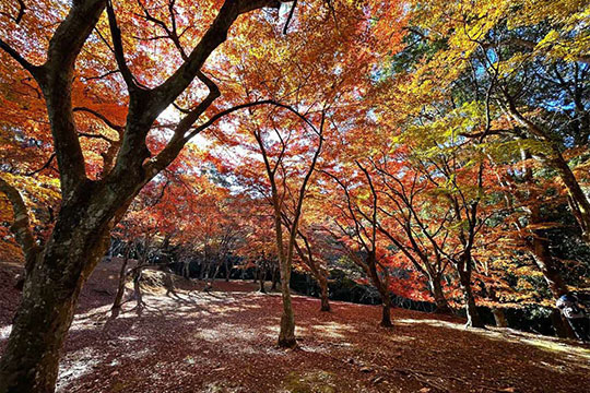 画像：上村城址（麓城跡）