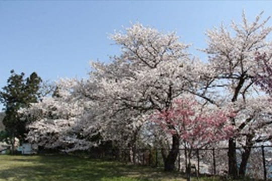 画像：大寺ふれあい公園の桜