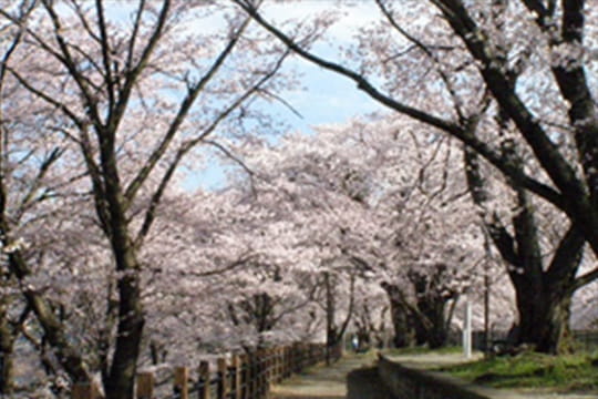 画像：甚六桜公園