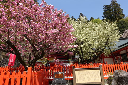 画像：金櫻神社