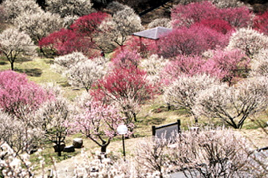 画像：敷島総合公園の梅、桜