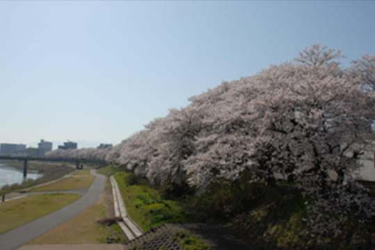 画像：足羽川桜並木