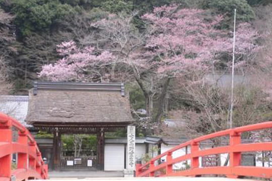 画像：室生寺の桜