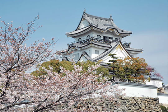 画像：岸和田城の桜